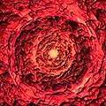 Phoenix Virus Phoenix Virus